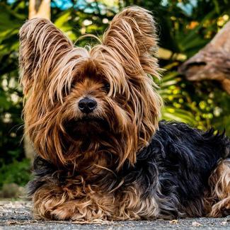 ALOJAMIENTO PARA MASCOTAS