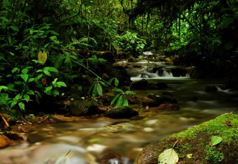 Reserva natural orquideas del tolima  Sonesta Ibagué