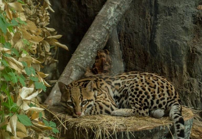 Bioparque ukumarí sonesta hotel pereira Bioparque ukumarí sonesta hotel pereira