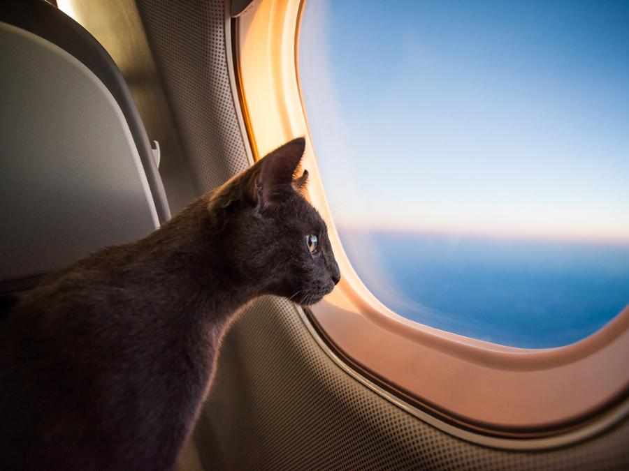 Recomendaciones para viajar con tu mascota en avión GHL Hoteles