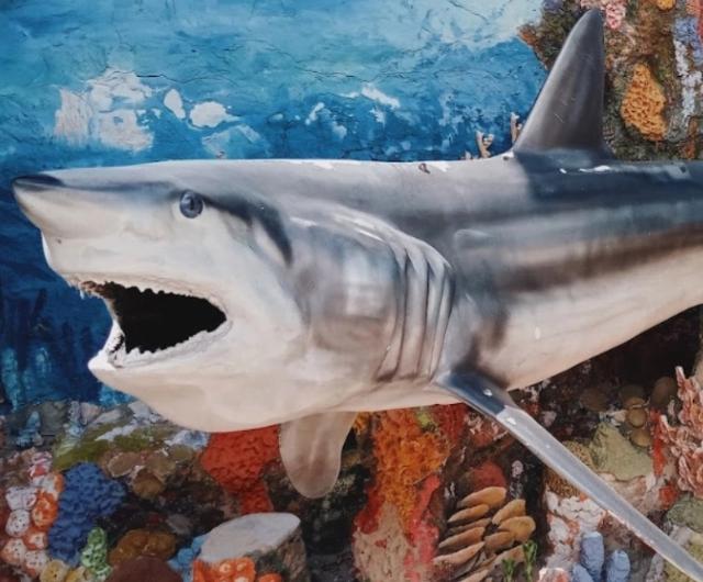 Aquarium et musée de la mer de Rodadero Irotama del Mar Santa Marta Aquarium et musée de la mer de Rodadero Irotama del Mar Santa Marta